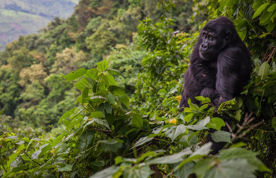3 Days luxury Gorilla trekking Safari